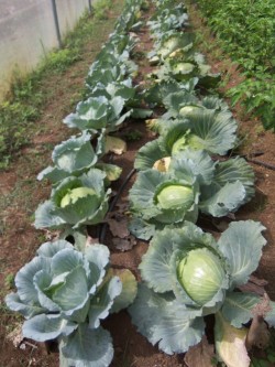 cabbage rows1